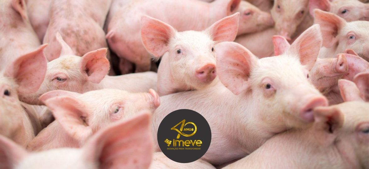 Avaliação do uso de produtos comerciais com probióticos e nutrientes para leitões recém-nascidos