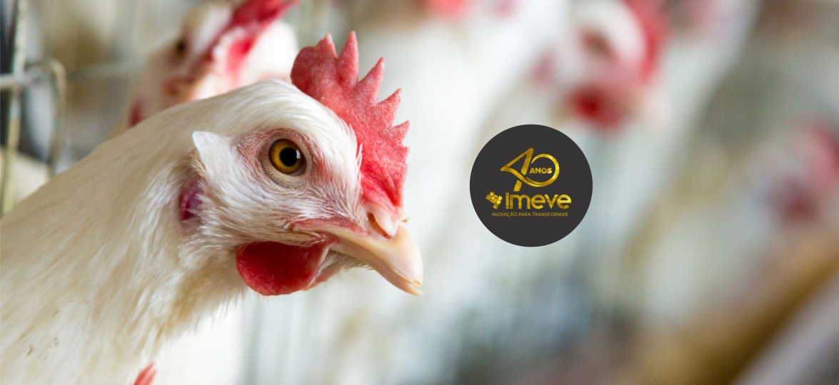 Adição de PAS TR, IMEVE S.A. controla cama frango contaminada por Salmonella Enteritidis e aumenta contagem de bactérias benéficas