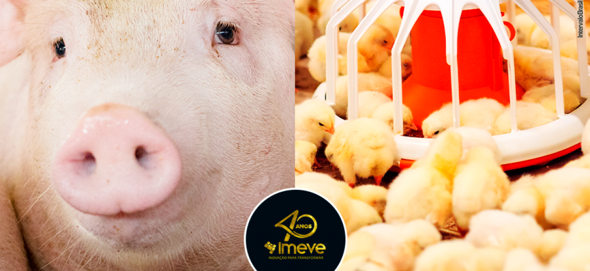 Combinação exclusiva oferece suplemento inovador para aves e suínos